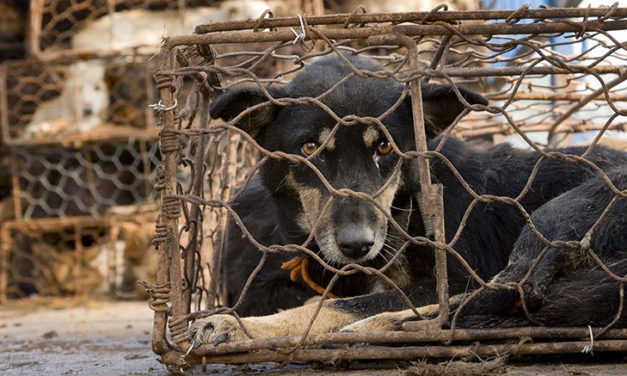 YULIN FESTIVAL: FIRMA LA PETIZIONE ONLINE